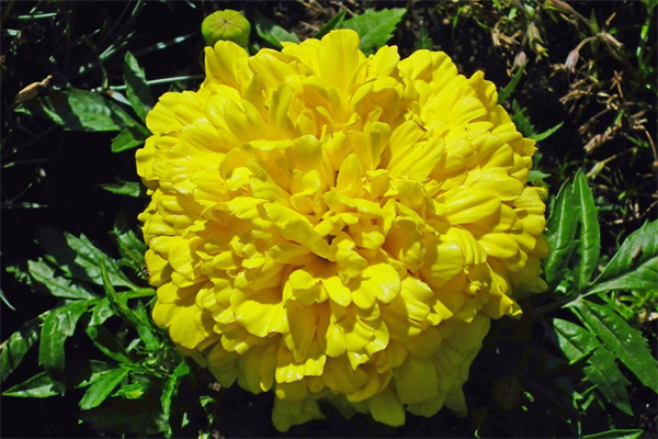 墳前種花有什么講究(父母墳前栽什么花最好)